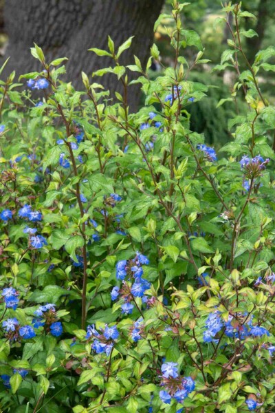 Dentelaire de willmott Ceratostigma willmottianum 'Forest Blue' arbuste Ceratostigma willmottianum 'Forest Blue' arbuste