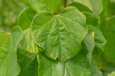 Cercis canadensis
