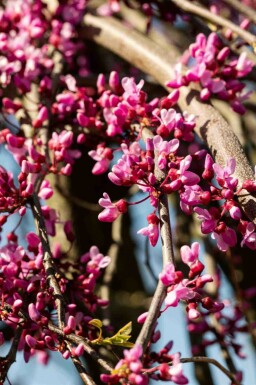 Cercis canadensis 'Lavender Twist'