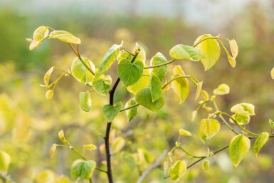 Cercis canadensis 'Lavender Twist'