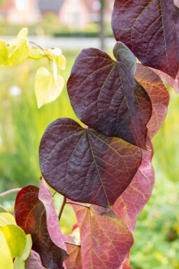 Gainier du canada Cercis canadensis 'Ruby Falls' arbuste Cercis canadensis 'Ruby Falls' arbuste