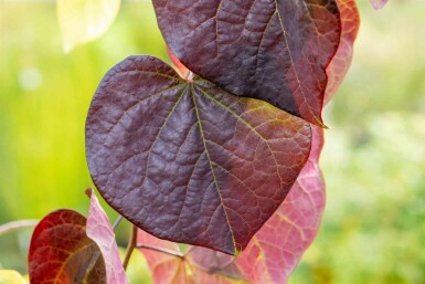 Gainier du canada Cercis canadensis 'Ruby Falls' arbuste Cercis canadensis 'Ruby Falls' arbuste
