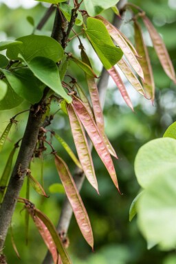 Cercis siliquastrum