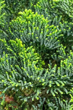 Chamaecyparis obtusa 'Nana Gracilis'