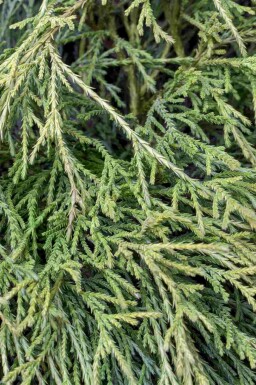 Chamaecyparis pisifera 'Sungold'