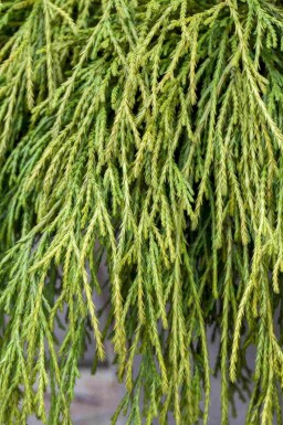 Chamaecyparis pisifera 'Sungold'