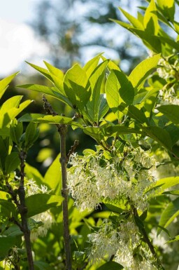 Chionanthus virginicus