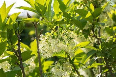 Chionanthus virginicus