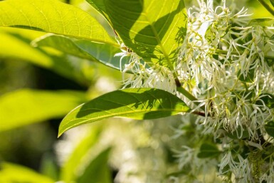 Chionanthus virginicus