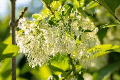 Chionanthus virginicus