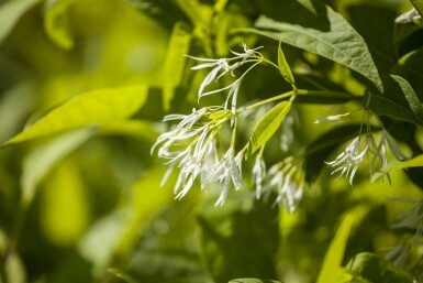Chionanthus virginicus