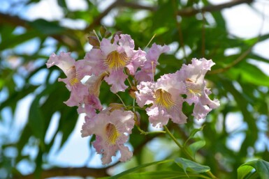 Chitalpa tashkentensis 'Summer Bells'