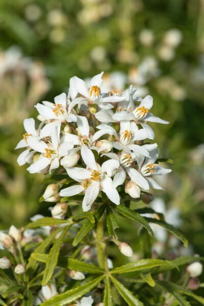 Oranger du mexique Choisya ternata 'White Dazzler' arbuste 20-30 C2 Choisya ternata 'White Dazzler' arbuste 20-30 cm