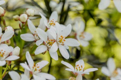 Choisya ternata 'White Dazzler'