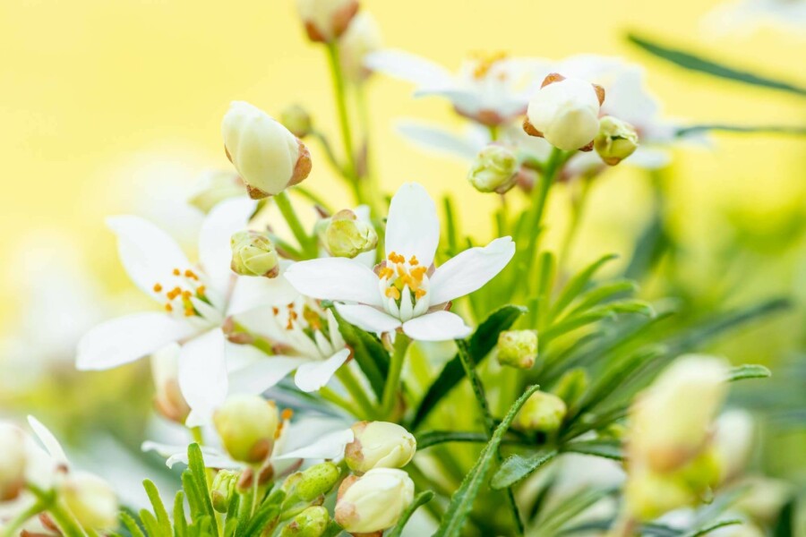Oranger du mexique Choisya ternata 'White Dazzler' arbuste 20-30 C2 Choisya ternata 'White Dazzler' arbuste 20-30 cm
