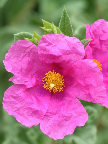 Ciste pulvérulent Cistus pulverulentus arbuste Cistus pulverulentus arbuste