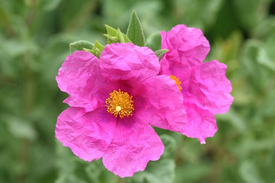 Ciste pulvérulent Cistus pulverulentus arbuste Cistus pulverulentus arbuste