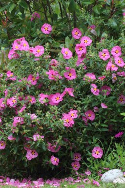 Ciste pourpre Cistus purpureus arbuste Cistus purpureus arbuste