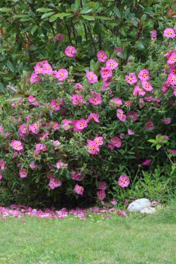 Ciste pourpre Cistus purpureus arbuste Cistus purpureus arbuste