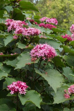 Clerodendrum bungei