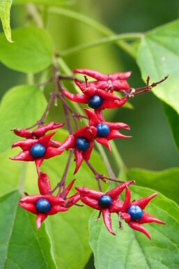 Arbre du clergé Clerodendrum trichotomum 'Fargesii' arbuste Clerodendrum trichotomum 'Fargesii' arbuste
