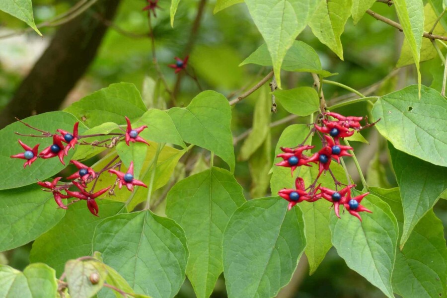 Arbre du clergé Clerodendrum trichotomum 'Fargesii' arbuste Clerodendrum trichotomum 'Fargesii' arbuste