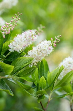 Clèthre odorant Clethra alnifolia arbuste Clethra alnifolia