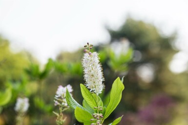 Clèthre odorant Clethra alnifolia arbuste Clethra alnifolia