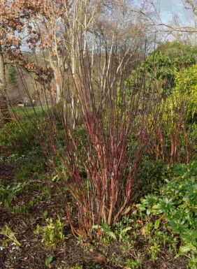 Cornouiller blanc Cornus alba 'Kesselringii' arbuste Cornus alba 'Kesselringii' arbuste