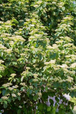 Cornouiller à feuilles alternes Cornus alternifolia arbuste Cornus alternifolia arbuste