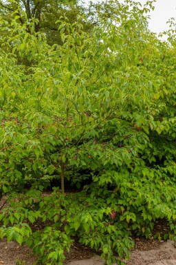 Cornouiller des pagodes Cornus controversa 'Pagoda' arbuste Cornus controversa 'Pagoda'