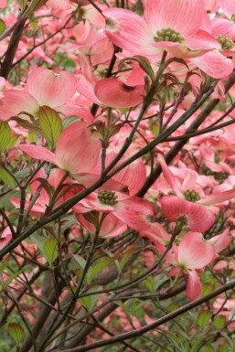 Cornouiller à fleurs Cornus florida 'Cherokee Chief' arbuste Cornus florida 'Cherokee Chief' arbuste