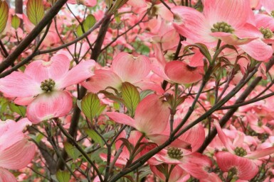 Cornouiller à fleurs Cornus florida 'Cherokee Chief' arbuste Cornus florida 'Cherokee Chief' arbuste