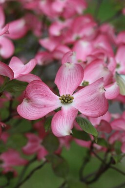 Cornouiller rose Cornus florida 'Rubra' arbuste Cornus florida 'Rubra' arbuste