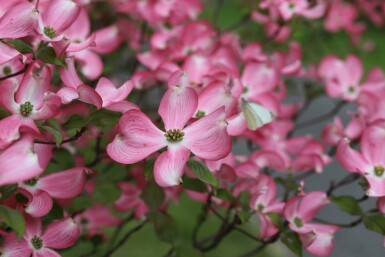 Cornouiller rose Cornus florida 'Rubra' arbuste Cornus florida 'Rubra' arbuste