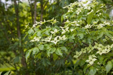 Cornus kousa chinensis arbuste 60-80 cm
