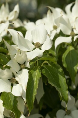 Cornouiller du japon Cornus kousa 'Milky Way' arbuste Cornus kousa 'Milky Way' arbuste
