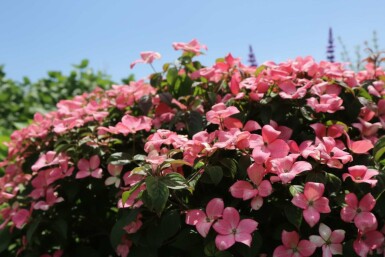 Cornus kousa 'Satomi Compact' arbuste