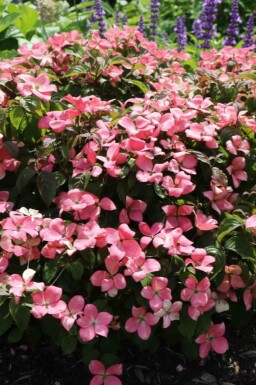 Cornus kousa 'Satomi Compact' arbuste