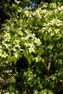 Cornouiller du japon Cornus kousa 'Schmetterling' arbuste Cornus kousa 'Schmetterling' arbuste