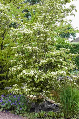 Cornouiller du japon Cornus kousa 'Teutonia' arbuste Cornus kousa 'Teutonia' arbuste