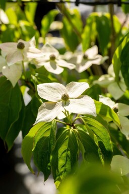 Cornouiller du japon Cornus kousa 'Teutonia' arbuste Cornus kousa 'Teutonia' arbuste