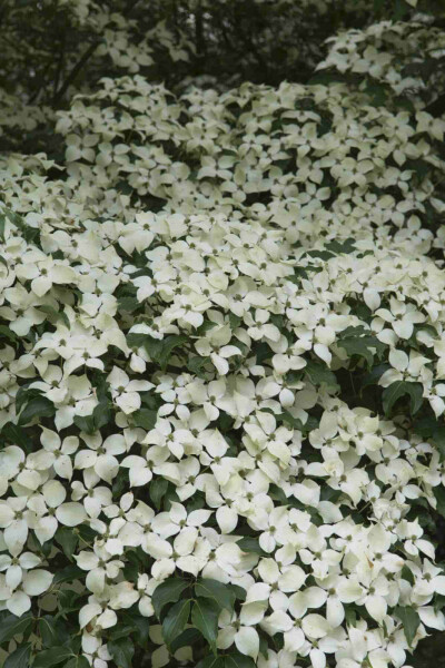 Cornouiller du japon Cornus kousa 'Weisse Fontaine' arbuste Cornus kousa 'Weisse Fontaine' arbuste
