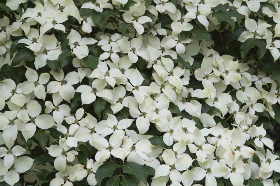 Cornouiller du japon Cornus kousa 'Weisse Fontaine' arbuste Cornus kousa 'Weisse Fontaine' arbuste
