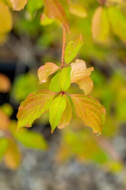 Cornus sanguinea 'Winter Beauty'