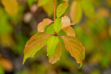 Cornus sanguinea 'Winter Beauty'