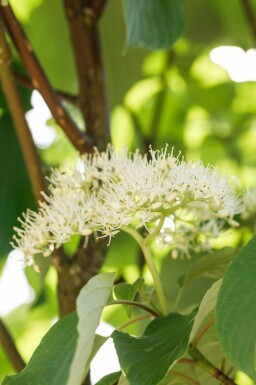 Cornouiller soyeux Cornus sericea 'Flaviramea' arbuste Cornus sericea 'Flaviramea' arbuste