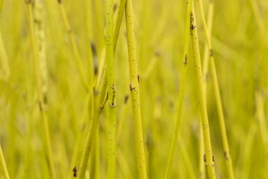 Cornouiller soyeux Cornus sericea 'Flaviramea' arbuste Cornus sericea 'Flaviramea' arbuste