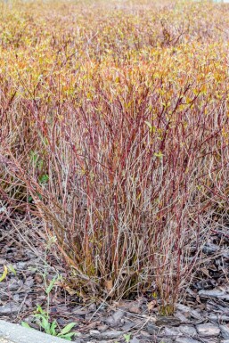 Cornus sericea 'Kelseyi'