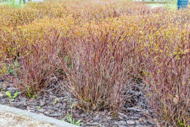 Cornus sericea 'Kelseyi'